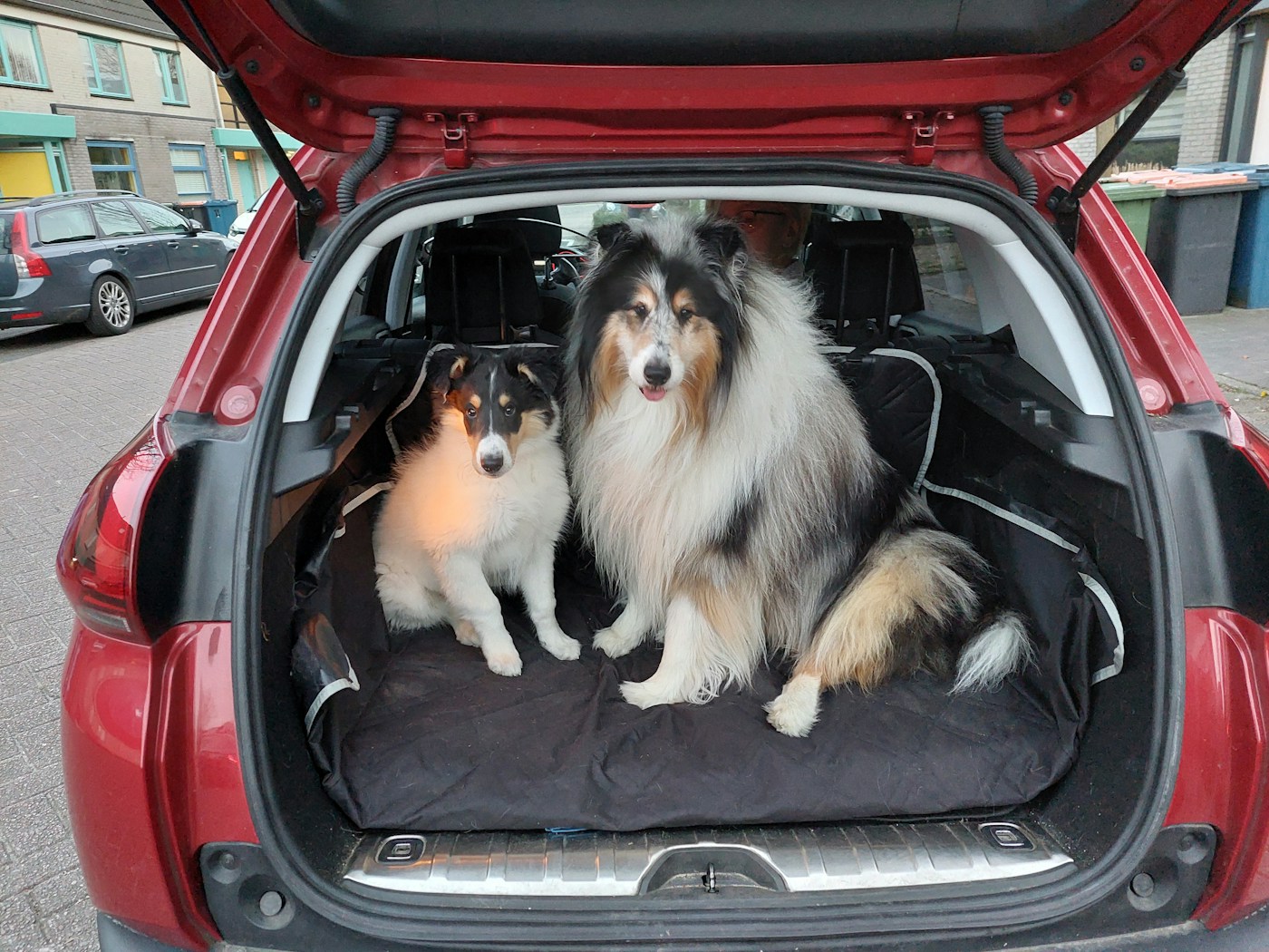 Pet transport request example